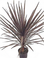 گیاهان تیره (خانواده)  لاکسمانیاسه - Laxmanniaceae